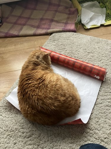 Ginger cat flops onto unrolled wrapping paper.