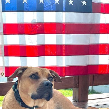 dog posing in front of American flag