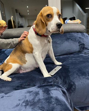 Pregnant Beagle on couch