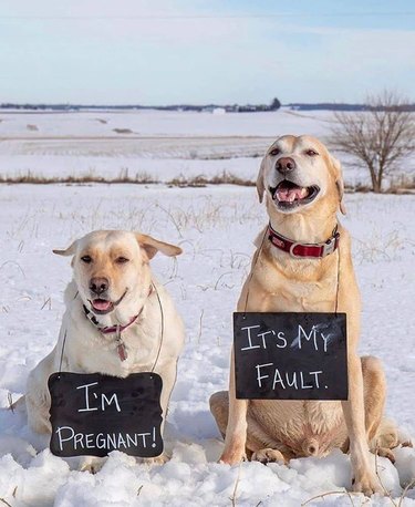 photo of dogs saying "I'm pregnant" and "It's my fault"