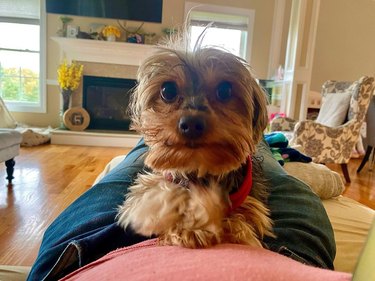 dog sitting on woman's stomach