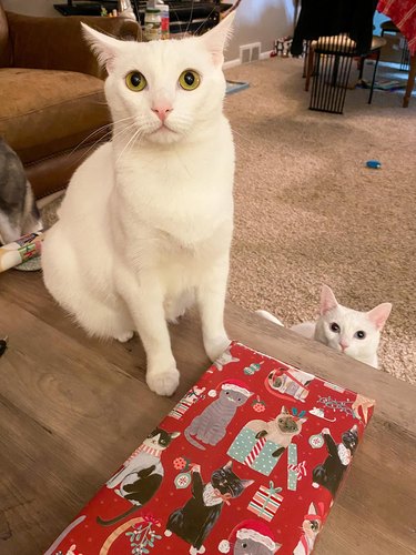White cats sit by a gift wrapped in cat-themed pattern.