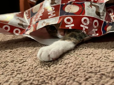 Cat hides in pile of Christmas wrapping paper with their paw sticking out.