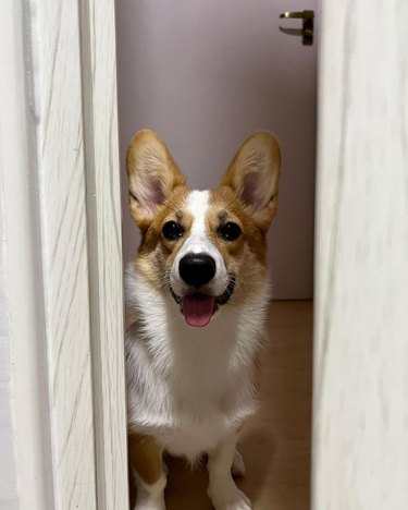 corgi follows human to bathroom