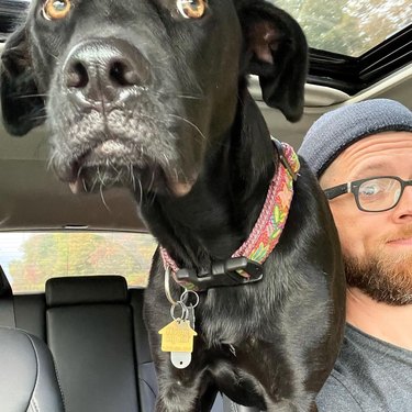 dog sitting on man's shoulder in car