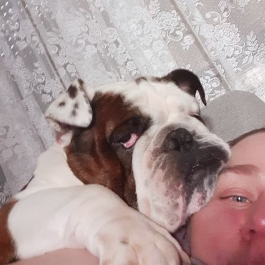 bulldog pancaking woman