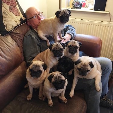 6 pugs on man's lap