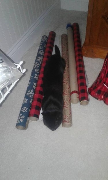 Black cat hiding vertically between rolls of wrapping paper.