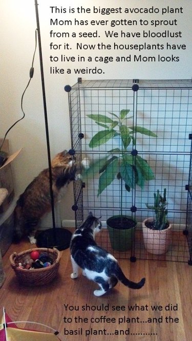 Cat trying to get to avocado plants.