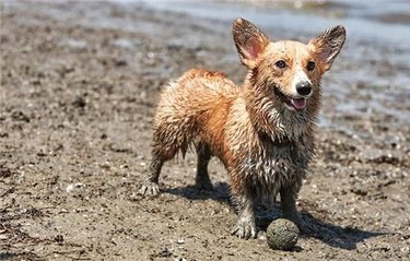 dirty dog with equally dirty tennis ball