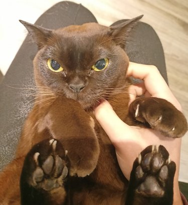 Annoyed black cat with airplane ears sitting in their pet parent's lap.