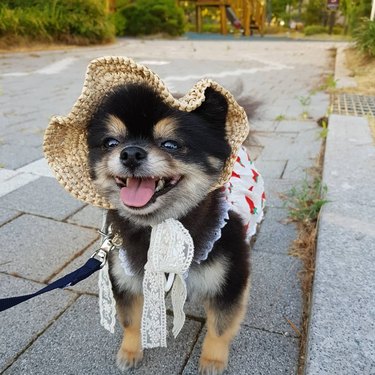 dog wearing cute hat