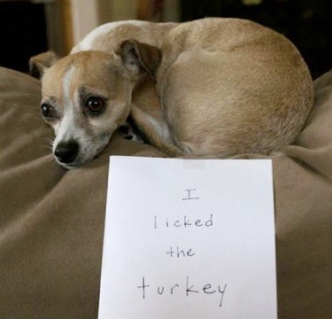 Dog with note that says "I licked the turkey."