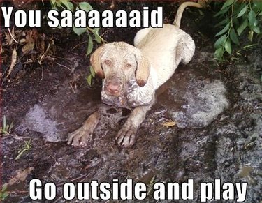 Dog sitting in mud.