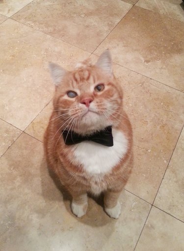 James Bond villain cat