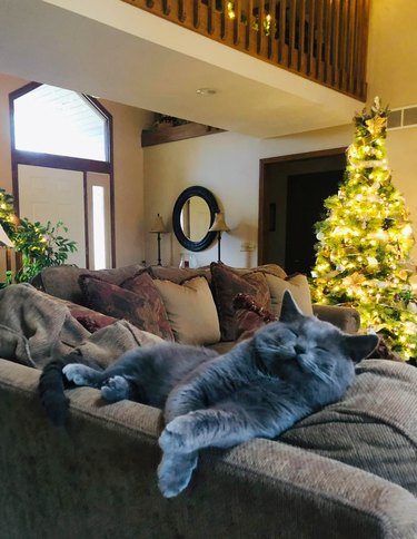 gray cat sleeping deeply on a couch at Christmastime.