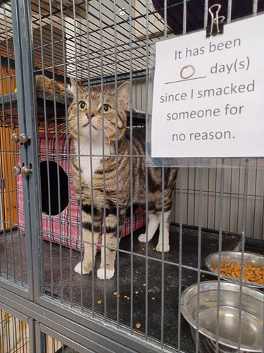 Cat in cage next to sign that reads "It has been 0 days since I smacked someone for no reason."