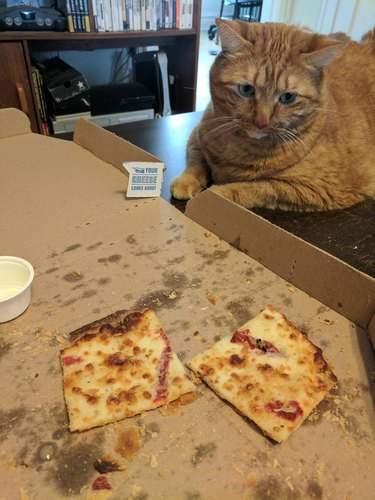 cat staring at pizza