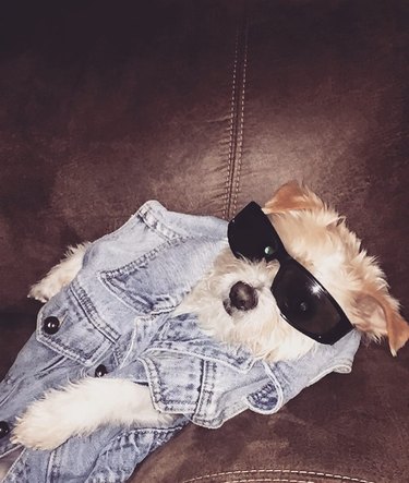 cool dog wearing sunglasses and a denim vest