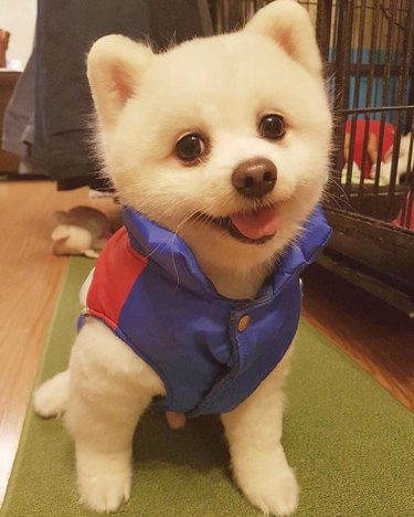 cute dog wearing puffy vest
