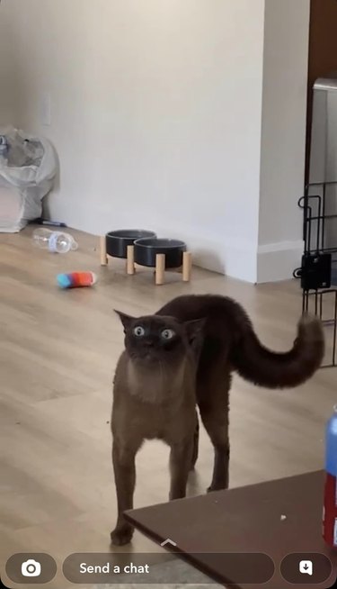 Suprised cat with an arched back, can't believe dog is in their favorite spot on couch.