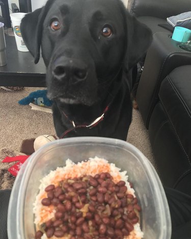 dog staring at beans and rice