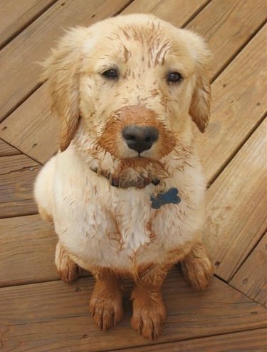 Puppy with mud on its nose and paws.