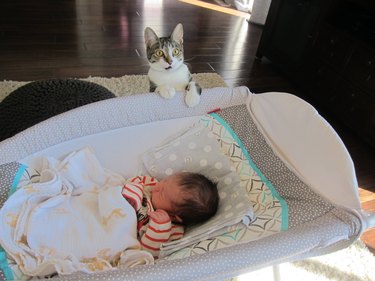 shocked cat meets baby for the first