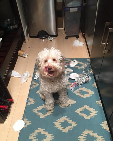 dog breaks into garbage can