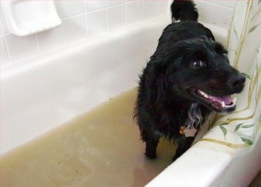 dog in bathtub full of dirty water