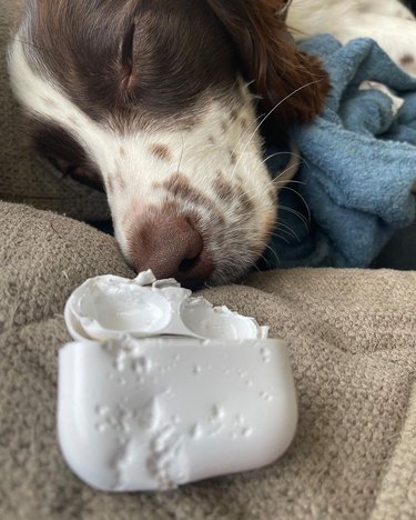 dog eats AirPods