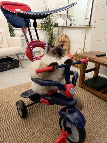 Siamese cat sitting on a bicycle.