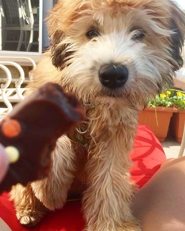 dog staring at piece of fudge or chocolate