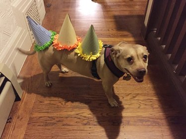Dog wearing birthday hats like he's a dinosaur