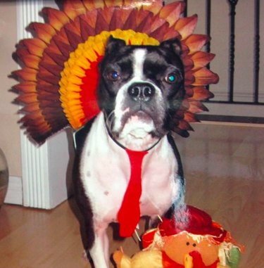 Dog with a turkey decoration for Thanksgiving