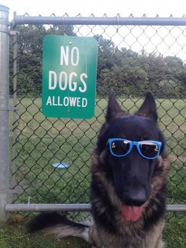 Cool dog in sunglasses standing my a sign that says "No dogs"