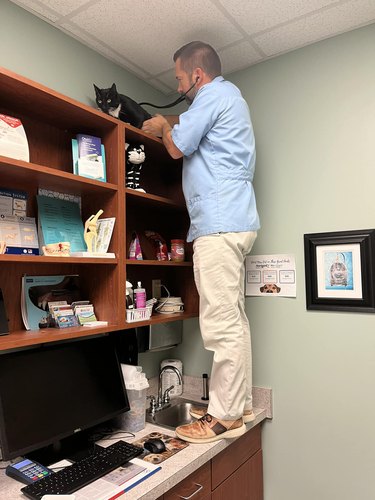Veterinarian stands on top of a counter to treat a nervous cat who is on top of shelves.