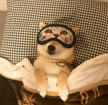 Dog taking a nap with a cat sleep mask on