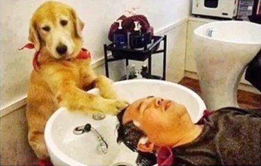 dog washes hair for man