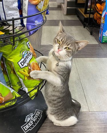 Bodega cat pawing at a bag of pickle-flavored potato chips.