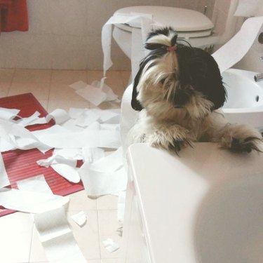 dog rips up toilet paper