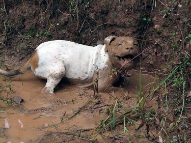 filthy dog in puddle of mud
