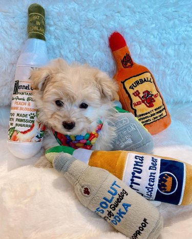 dog with plushies that look like beer bottles