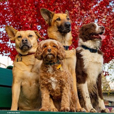 cool dogs pose for photo in front of beautiful tree