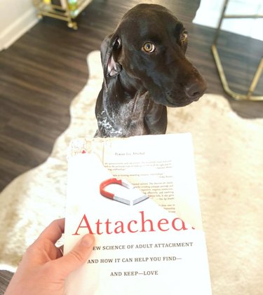 dog chews up cover of book