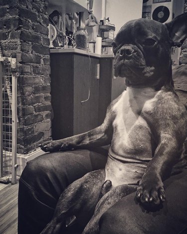 dog sits in recliner chair like human
