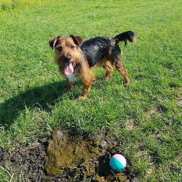 dog rolls around in cow poop while retrieving a ball