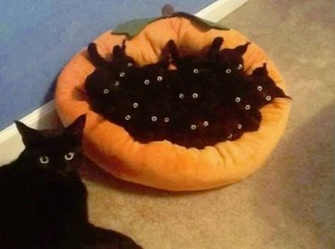 black cats in a pumpkin bed