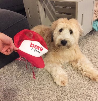 guilty dog eats hat