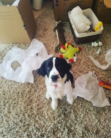 dog makes big mess
